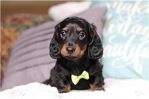 Levi - Dachshund, Mini for sale
