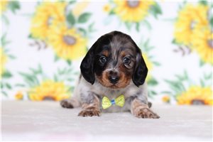 Lorenzo - Tweenie Dachshund for sale