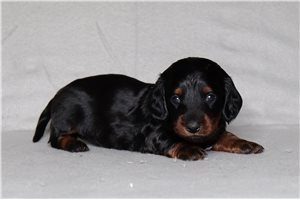 Rick - Dachshund, Mini for sale