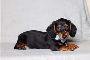 Dino - Dachshund for sale