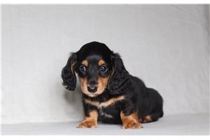 Fitz - Dachshund, Tweenie for sale