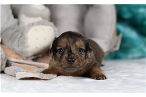 Jenkins - Dachshund, Tweenie for sale