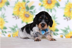 Lawrence - Tweenie Dachshund for sale