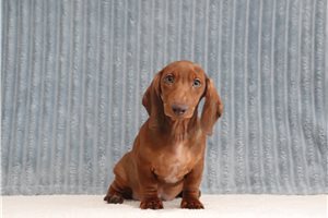 Dusty - Dachshund for sale
