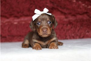 Honey - Dachshund, Tweenie for sale