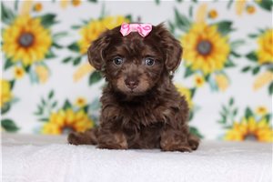 Portia - Tweenie Dachshund for sale