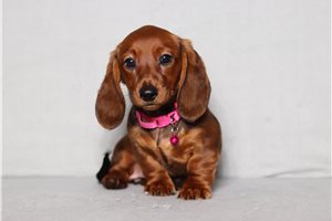 Diana - Dachshund for sale