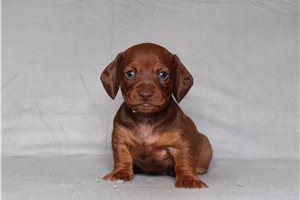 Douglas - Dachshund for sale