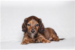 Franklin - Dachshund, Tweenie for sale