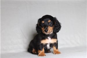 Felix - Dachshund, Tweenie for sale