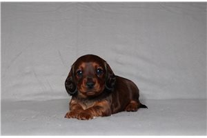 Diana - Dachshund for sale