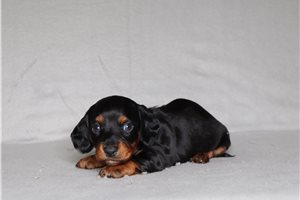 Dino - Dachshund for sale