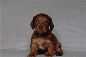 Dusty - Dachshund for sale