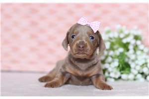 Felicity - Tweenie Dachshund for sale