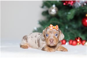 Farrah - Dachshund for sale