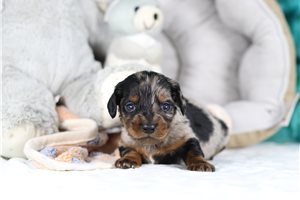 Jebidiah - Dachshund, Tweenie for sale