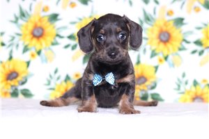 Patterson - Tweenie Dachshund for sale