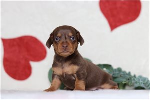 Forrest - Dachshund, Tweenie for sale
