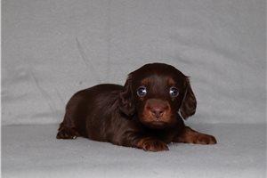 Pixel - Dachshund, Mini for sale