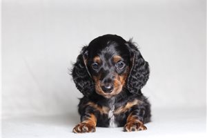 Ford - Dachshund, Tweenie for sale
