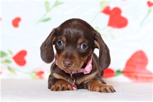 Ella - Dachshund, Tweenie for sale
