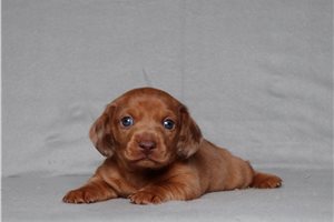 Colter - Dachshund, Tweenie for sale