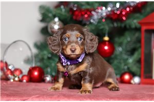 Felicity - Dachshund for sale