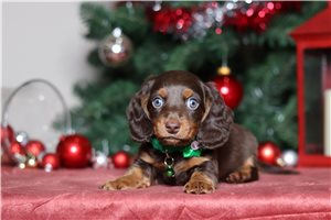 Franklin - Dachshund for sale