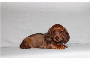 Diana - Dachshund for sale