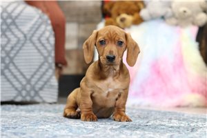 Bernard - Dachshund, Mini for sale