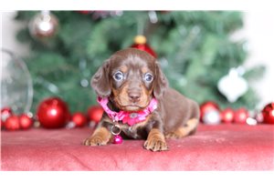 Flora - Dachshund for sale