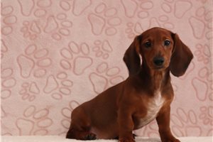 Diamond - Dachshund for sale
