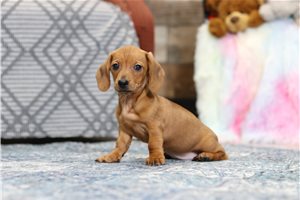 Buttercup - Dachshund, Mini for sale