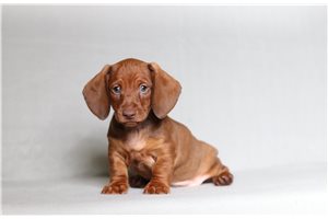 Douglas - Dachshund for sale
