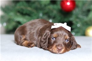Luna - Dachshund, Tweenie for sale