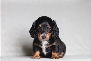 Freya - Dachshund, Tweenie for sale