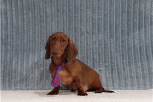 Dusty - Dachshund for sale