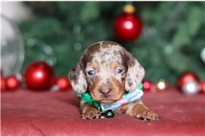Fisher - Dachshund for sale