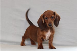 Diamond - Dachshund for sale