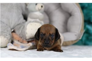 Jyro - Dachshund, Tweenie for sale