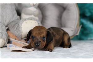Josh - Tweenie Dachshund for sale
