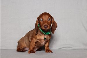 Dusty - Dachshund for sale