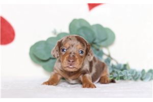 Ferdinand - Tweenie Dachshund for sale