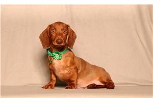 Dusty - Dachshund for sale
