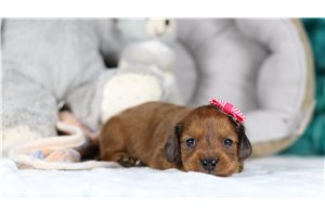 Jules - Tweenie Dachshund for sale