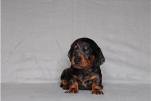 Richard - Dachshund, Mini for sale