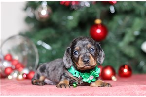 Oliver - Dachshund for sale