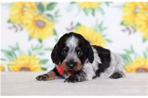 Lopez - Tweenie Dachshund for sale
