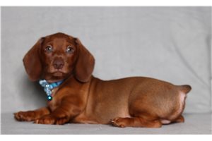 Douglas - Dachshund for sale
