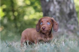 Dachshund Puppies for Sale in Myrtle Beach: Your Complete Guide